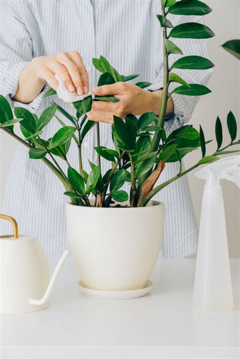 風水 植物|風水植物｜不只富貴竹！7款招財/招桃花植物推介+不可不知風水 